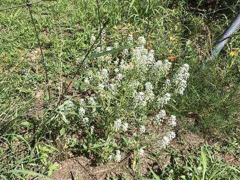 Image of peppergrass