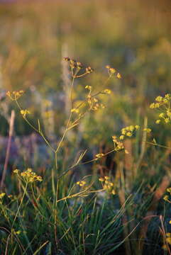 Image of Bupleurum bicaule Helm