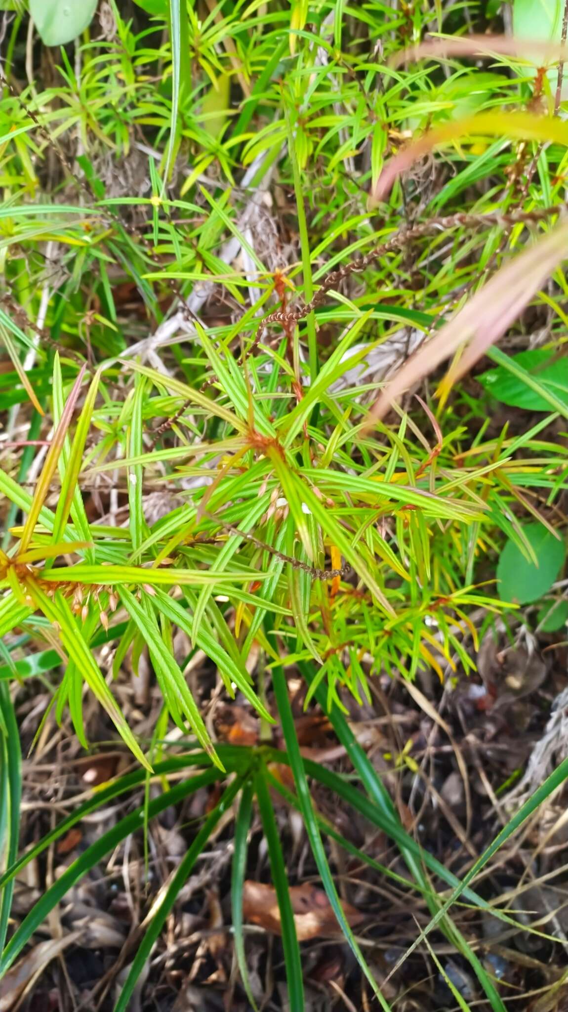 Image of Sauvagesia aliciae subsp. aratayensis C. Sastre