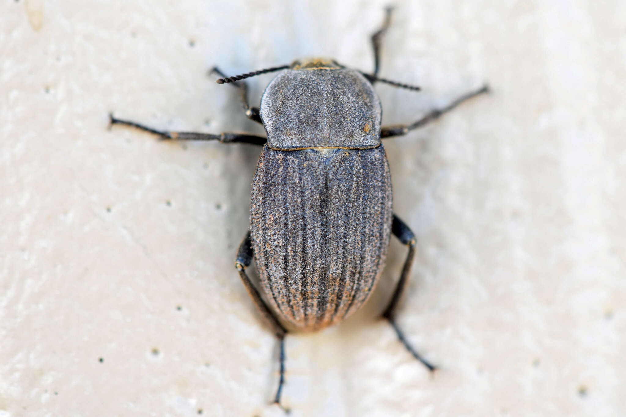 Image of Eleodes (Melaneleodes) tricostata (Say 1824)