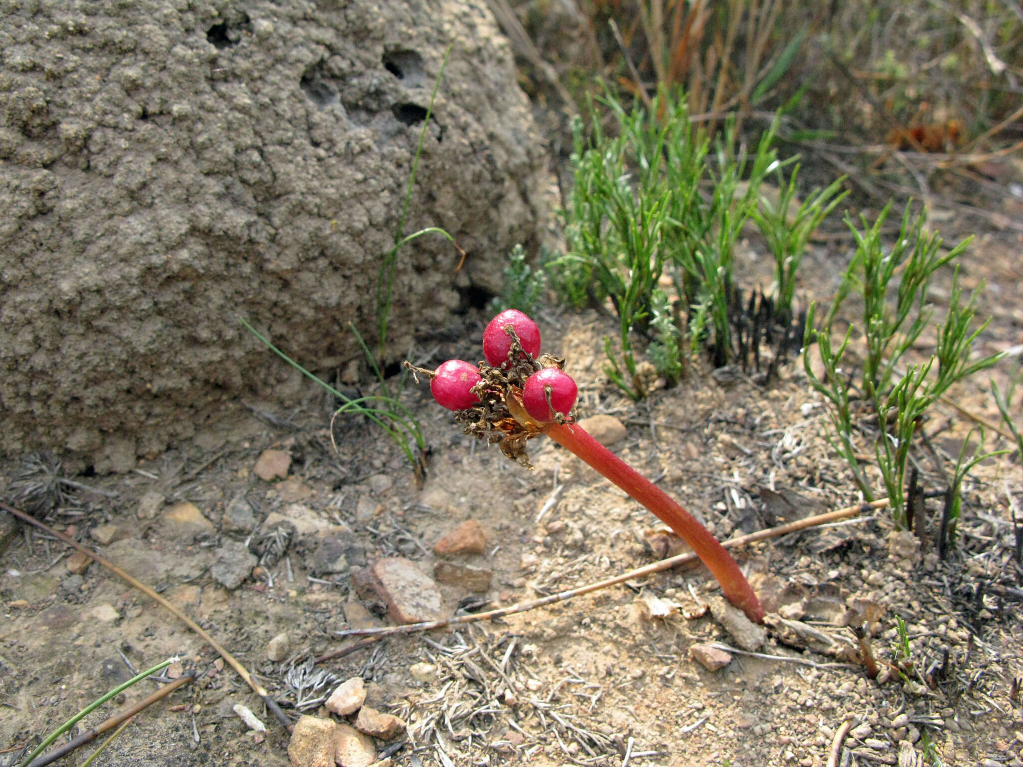 Imagem de Haemanthus sanguineus Jacq.