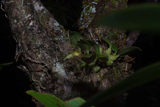 صورة Bulbophyllum aphanopetalum Schltr.