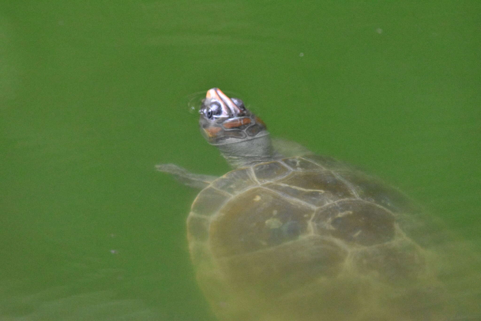 Image of Red-headed Amazon River Turtle
