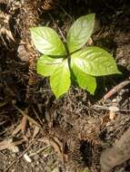 Image of Chloranthus oldhamii Solms