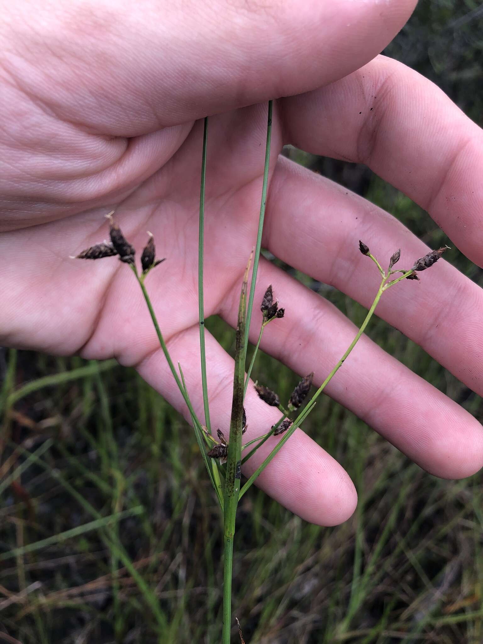 Image of Short-Beak Beak Sedge