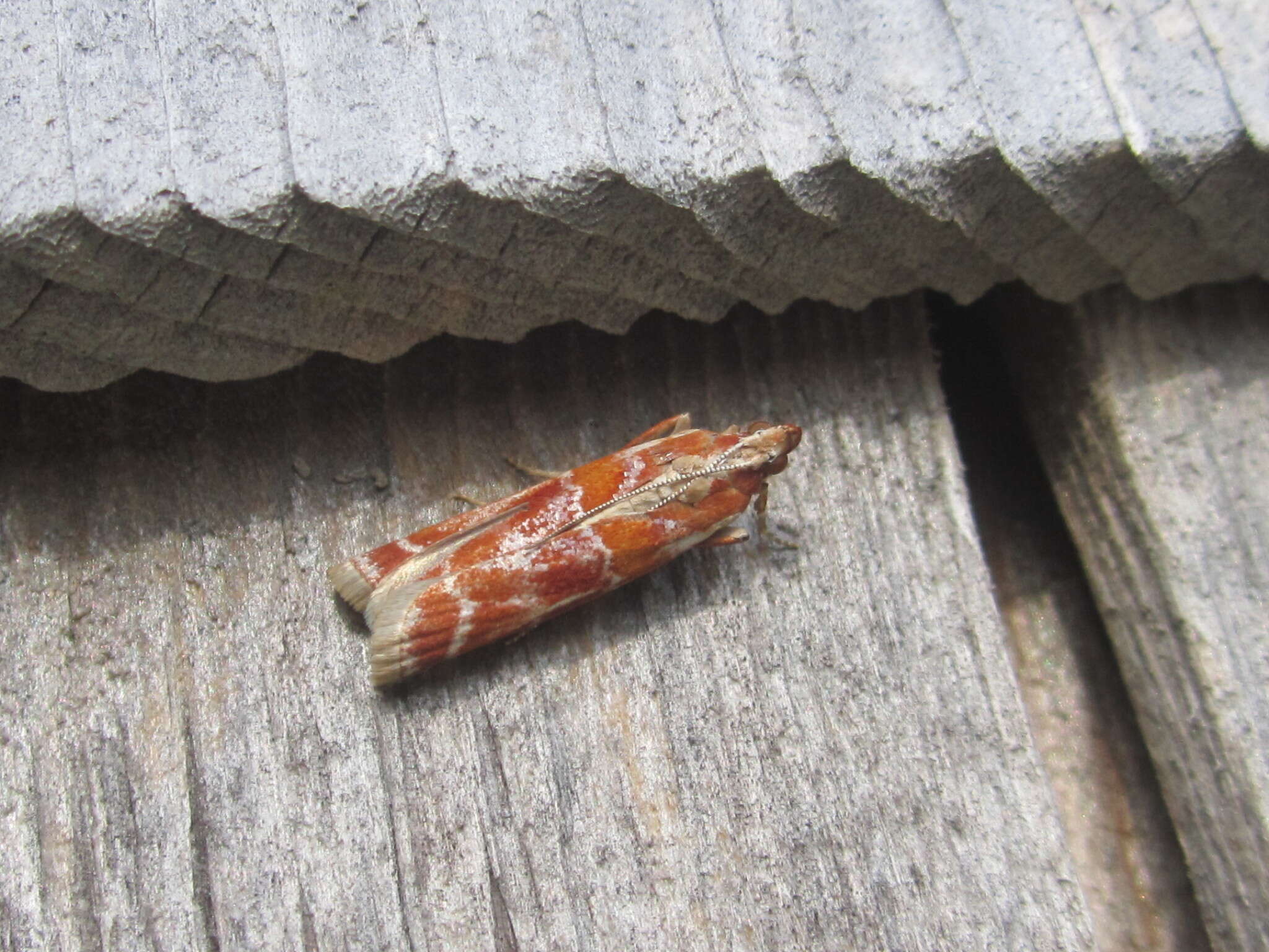 Image of Webbing Coneworm Moth