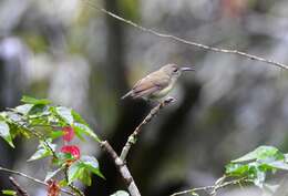 Aethopyga saturata (Hodgson 1836) resmi