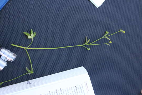 Image of smallflower buttercup