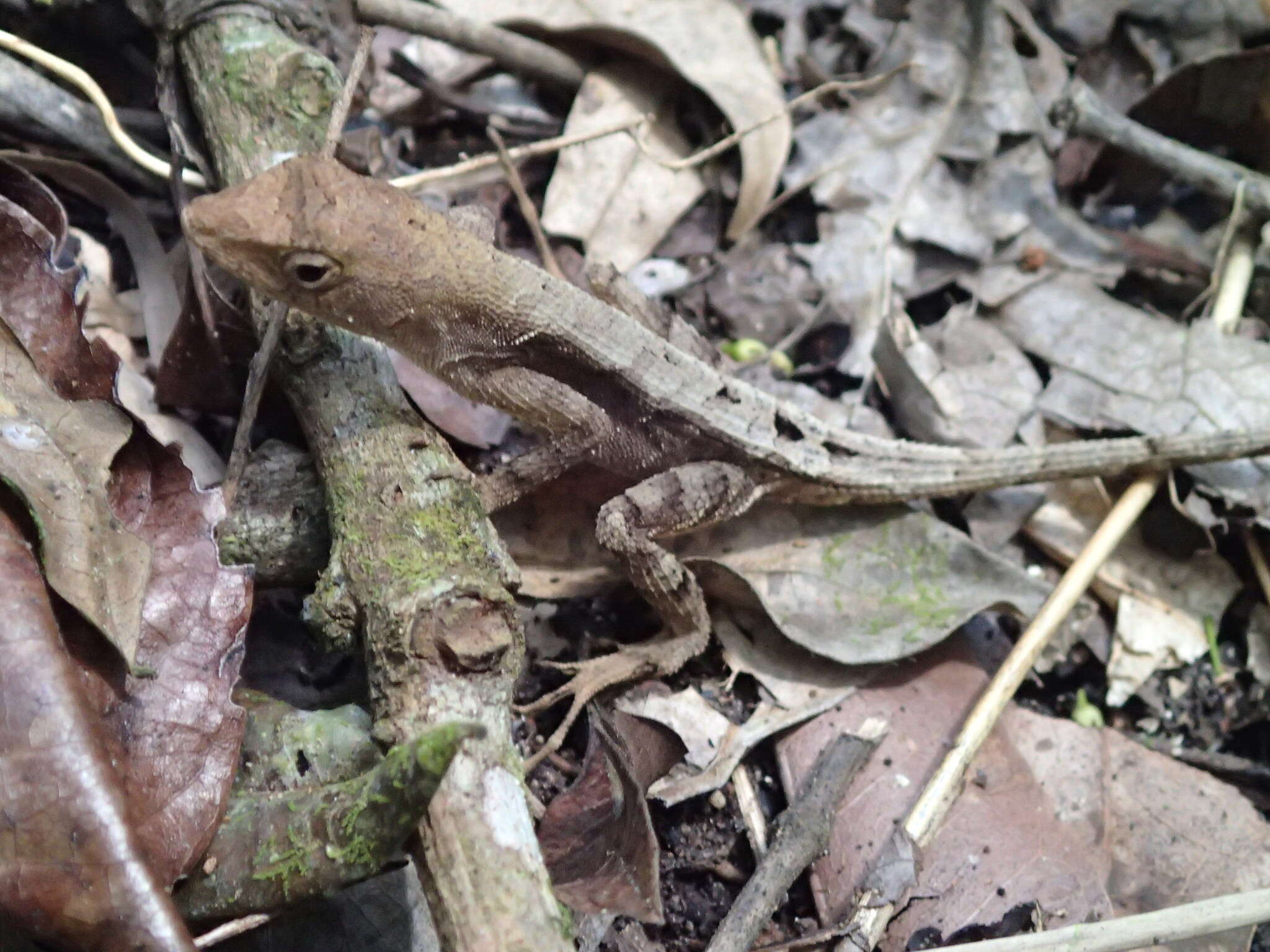 Image of Anolis tropidonotus Peters 1863