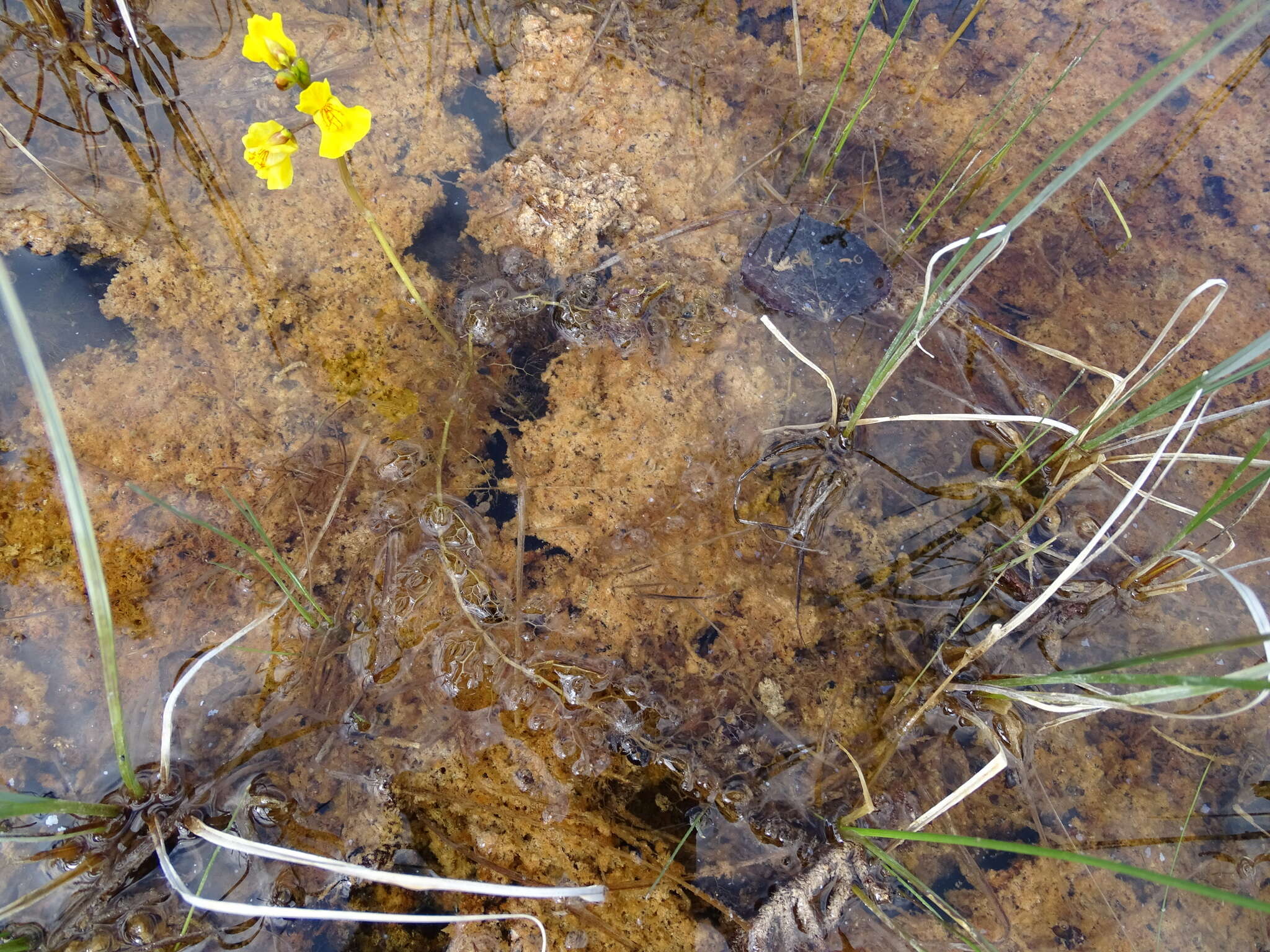 巨根狸藻的圖片