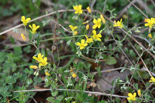 Physaria recurvata (Engelm. ex A. Gray) O'Kane & Al-Shehbaz resmi