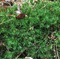 Image of atrichum moss