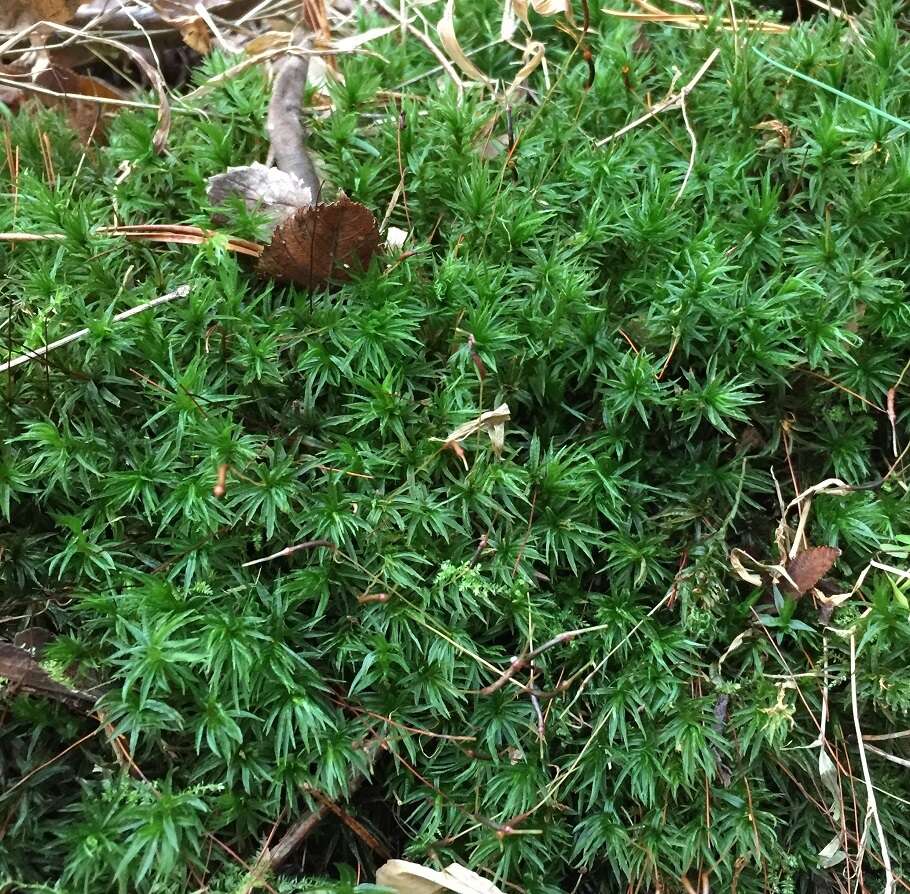 Image of atrichum moss