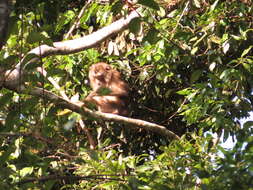 Image of Northern Pig-tailed Macaque