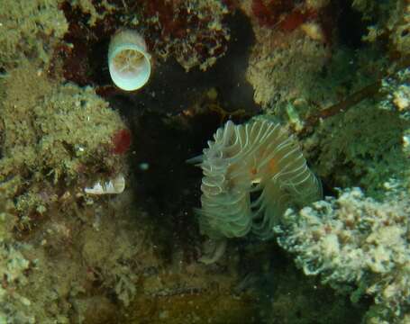 Image of red-spotted horseshoe