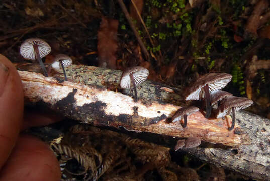 Image of Gymnopus ceraceicola J. A. Cooper & P. Leonard 2013