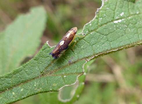 Image of Diedrocephala