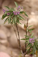 Слика од Solanum nitidum Ruiz & Pav.