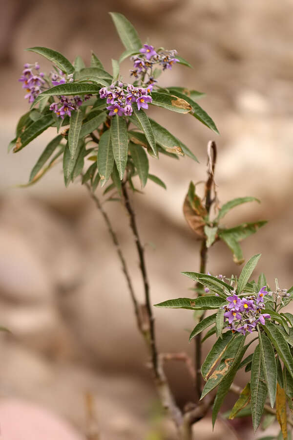 Image of Solanum nitidum Ruiz & Pav.