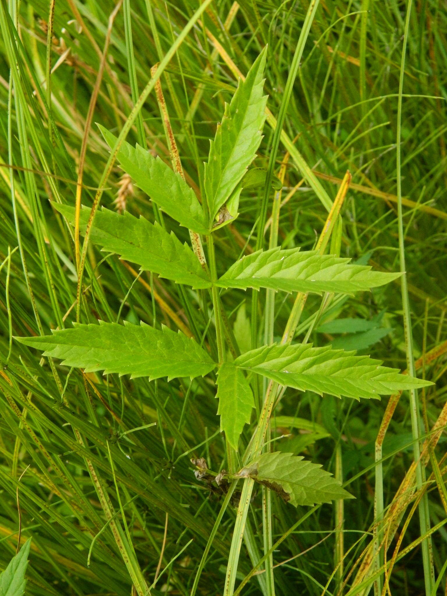 Image of western water hemlock