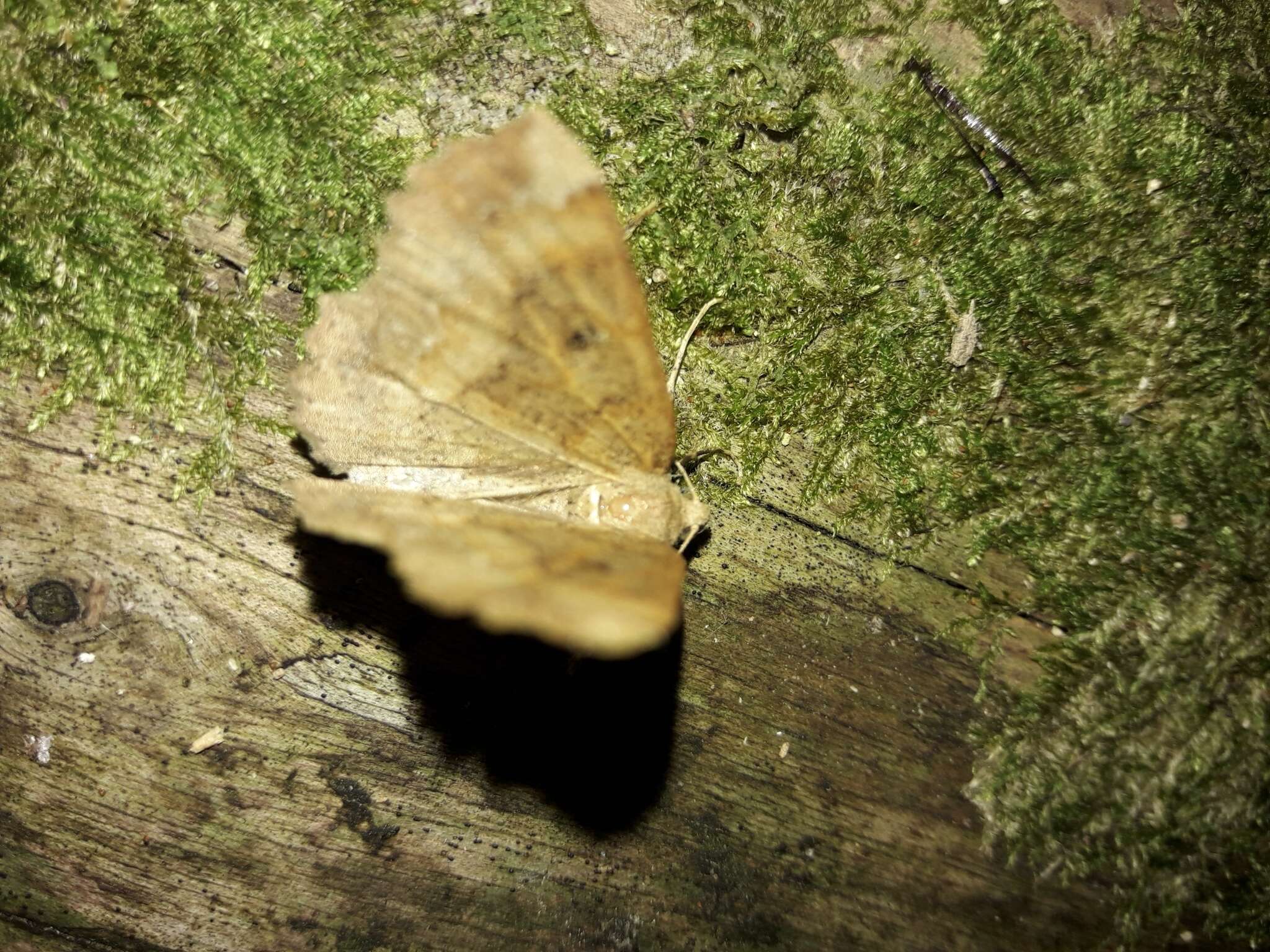 Image of Kawakawa looper moth