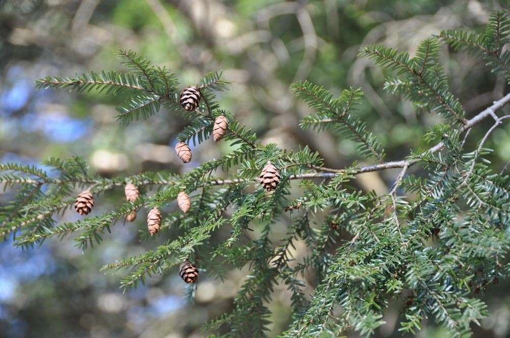 Image of eastern hemlock