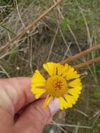 صورة Helenium vernale Walt.