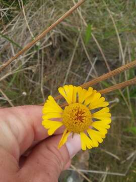 Image of Savannah Sneezeweed