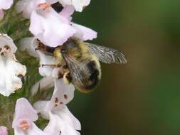 Imagem de Anthophora furcata (Panzer 1798)