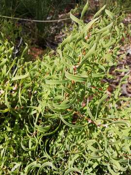 Image of Hakea stenocarpa R. Br.