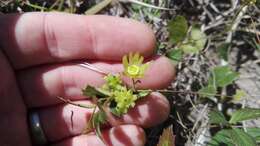 Image of Knowltonia vesicatoria (L. fil.) Sims