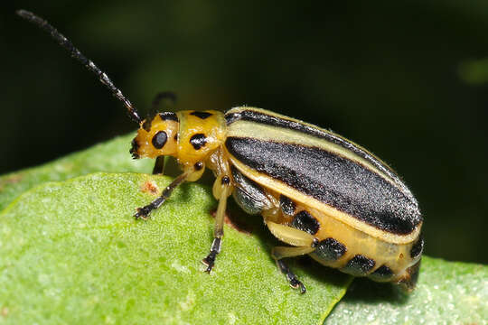 Image of Groundselbush Beetle