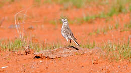 Image of Australian Pipit