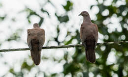 Image of Ruddy Pigeon