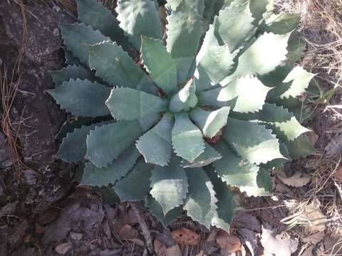 Слика од Agave guadalajarana Trel.