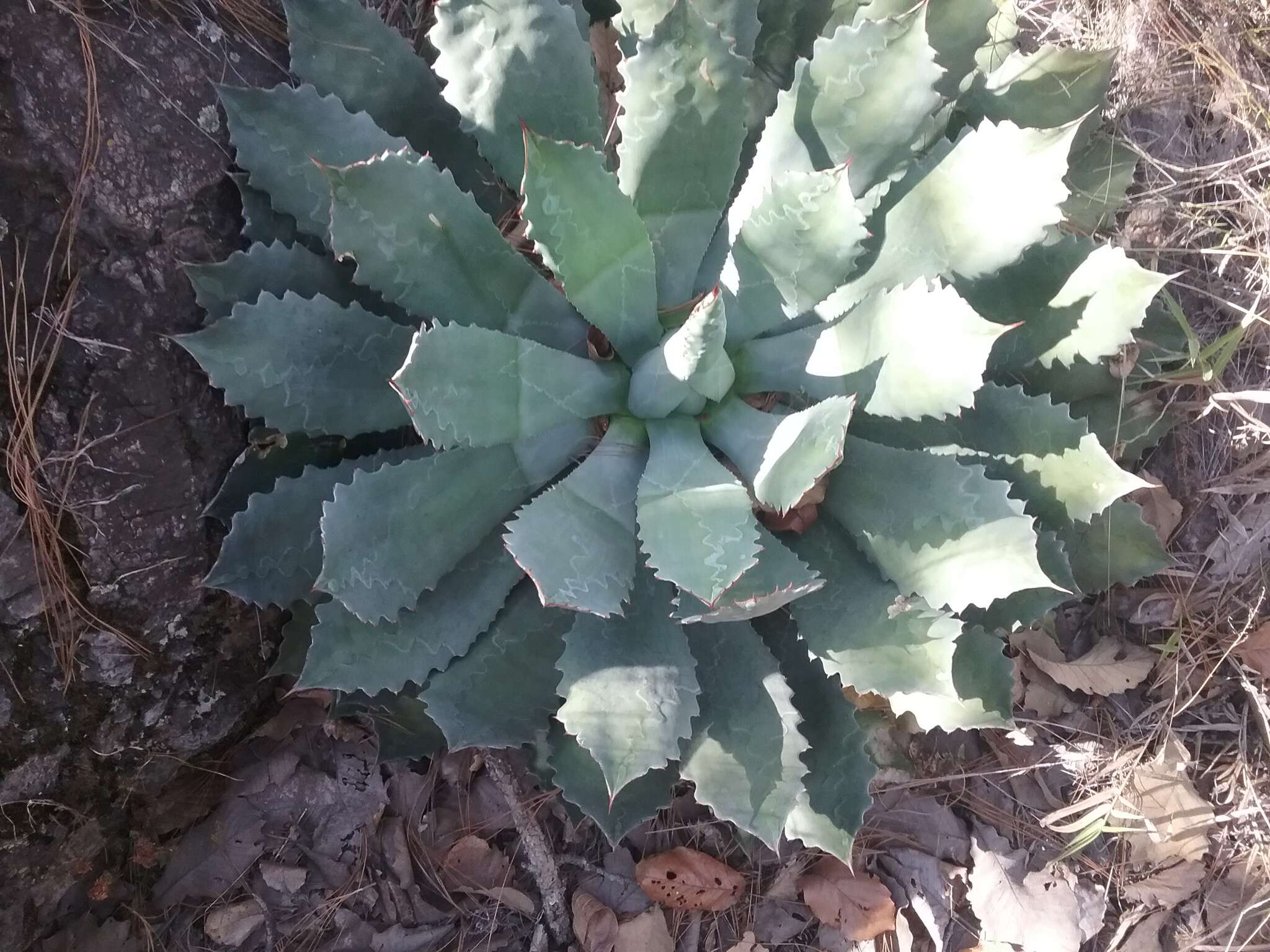 Plancia ëd Agave guadalajarana Trel.