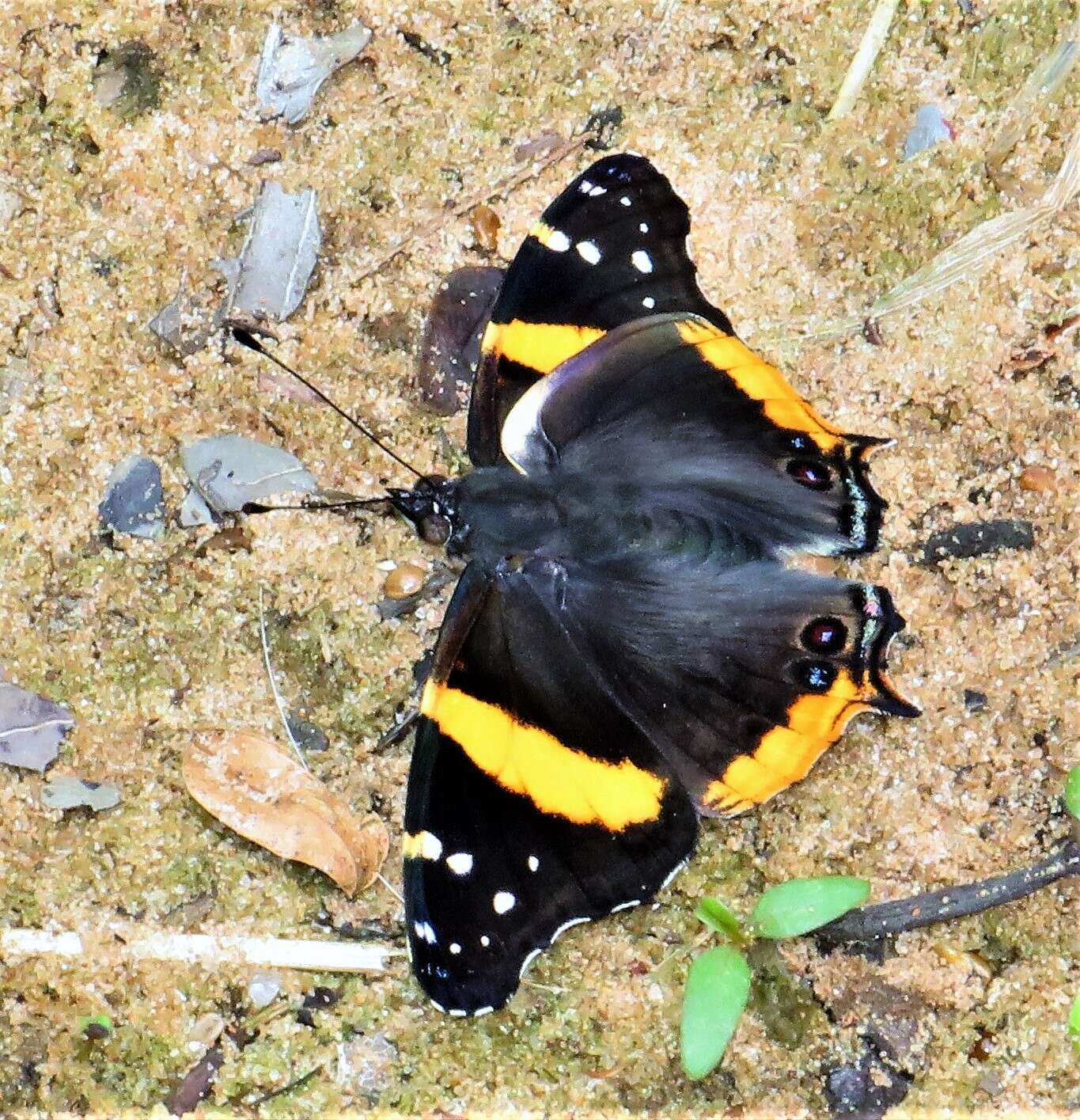 Image of Vanessa hippomene hippomene