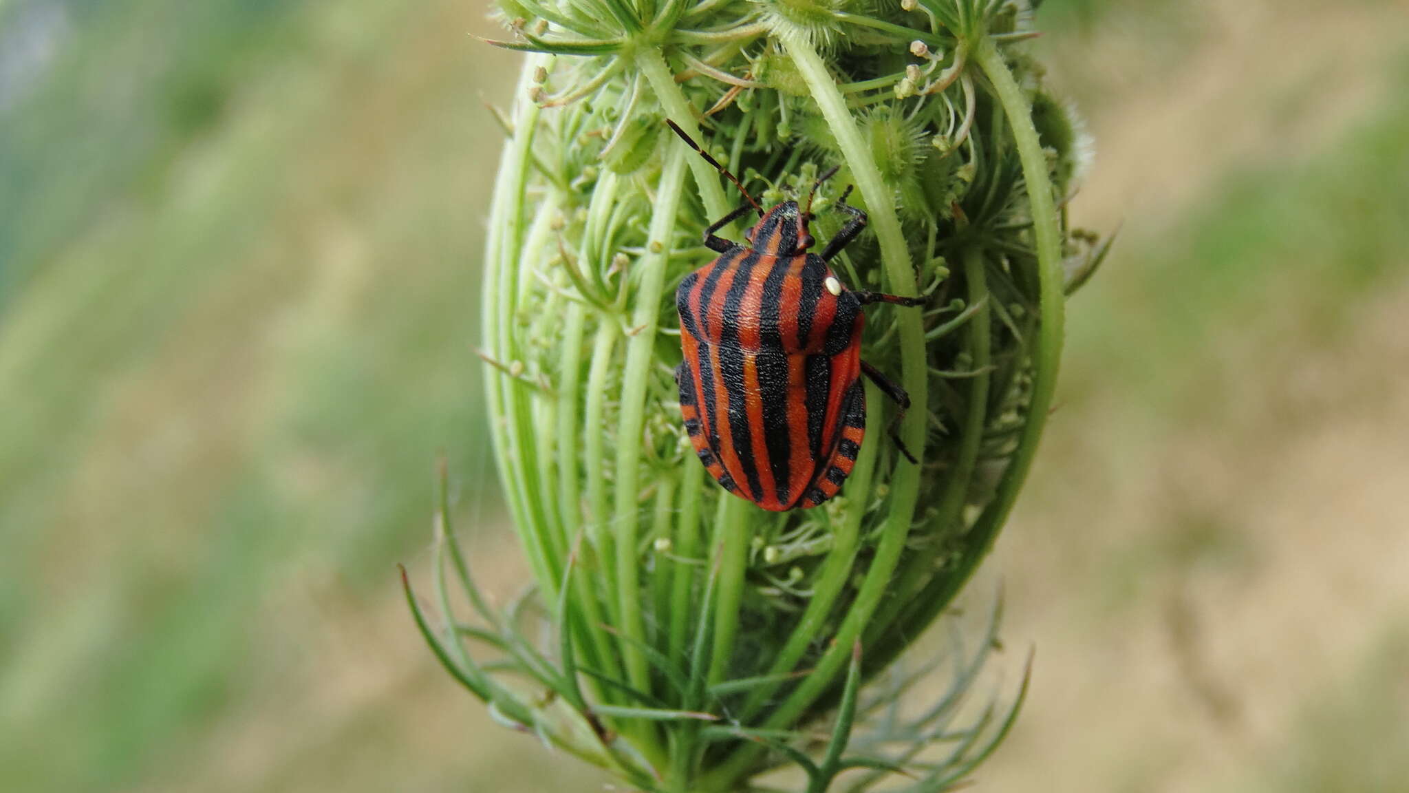 Image of Graphosoma italicum italicum