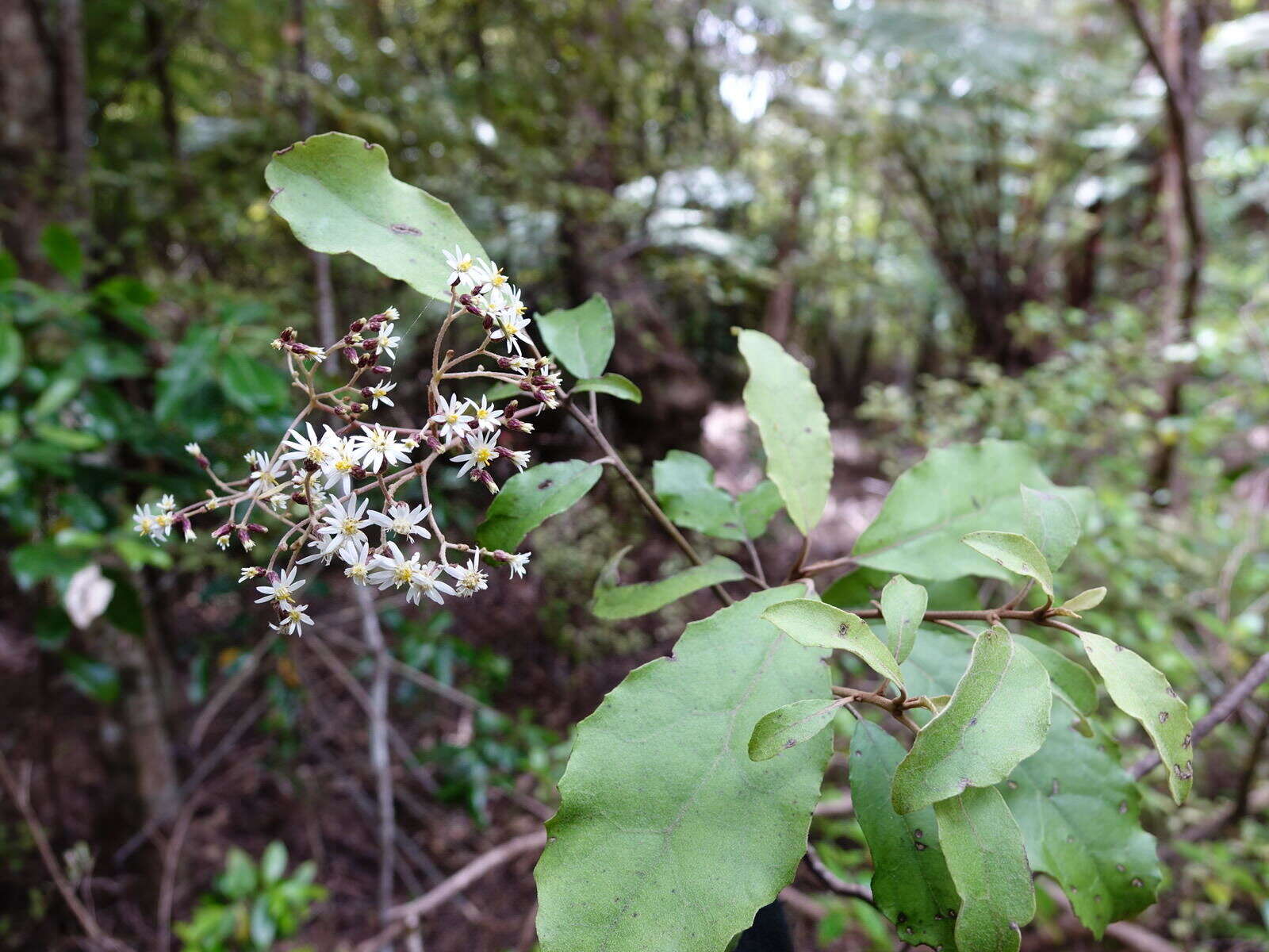 Image of <i>Olearia <i>rani</i></i> var. rani