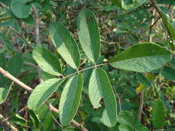 Image of Lonchocarpus eriocarinalis Micheli