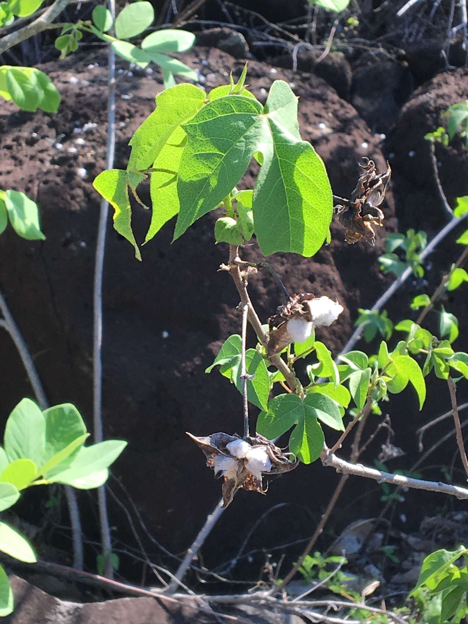 Image of Darwin's Cotton