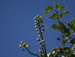 Image of Ceiba pubiflora (A. St.-Hil.) Schum.