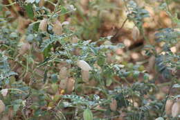 Image of chick pea