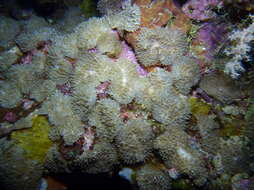 Image of red-mouth mushroom anemone