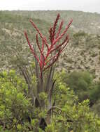 Tillandsia tehuacana I. Ramírez & Carnevali的圖片