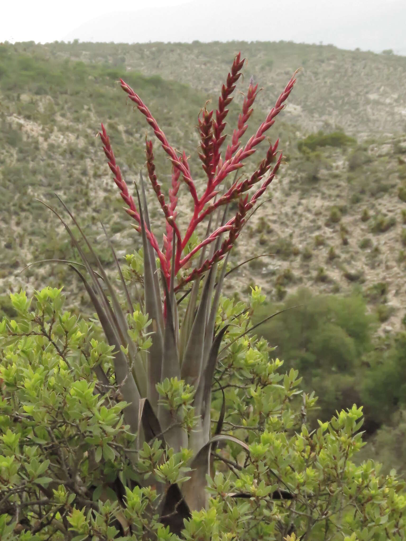 Tillandsia tehuacana I. Ramírez & Carnevali的圖片