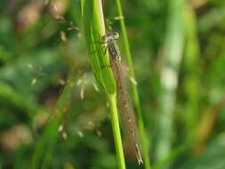 Image of Siberian Winter Damsel