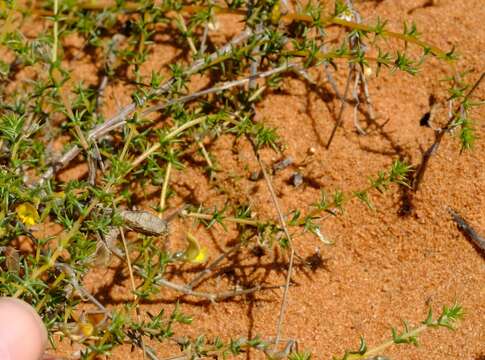 Imagem de Aspalathus cuspidata R. Dahlgren