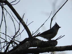 Image of American Titmice