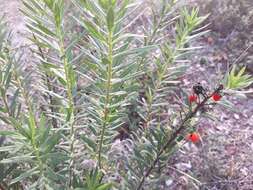 Image of Flax-Leaved Daphne